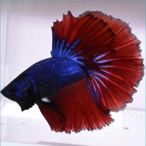 ベタ オス ピンクの商品一覧 通販 Yahoo ショッピング