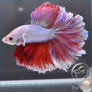 ベタ生体 ピンクの商品一覧 通販 Yahoo ショッピング