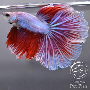 ベタ オス ピンクの商品一覧 通販 Yahoo ショッピング