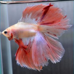 ベタ オス ピンク その他観賞魚 の商品一覧 観賞魚生体 熱帯魚 アクアリウム用品 ペット用品 生き物 通販 Yahoo ショッピング