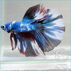 ベタ 熱帯魚 生体 ショーベタ デルタテール ブルーマーブル オス