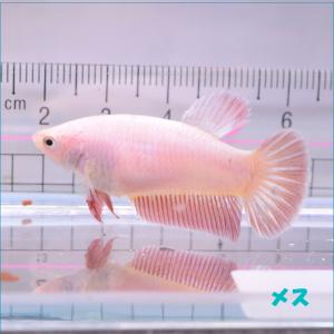 ベタ 熱帯魚 生体 ハーフムーン ピンク メス 繁殖