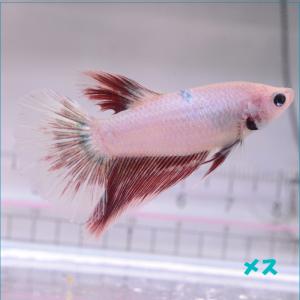 ベタ 熱帯魚 生体 ハーフムーン ピンク メス 繁殖｜petfish