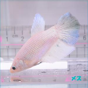 ベタ メス 鑑賞魚生体 の商品一覧 熱帯魚 アクアリウム用品 ペット用品 生き物 通販 Yahoo ショッピング