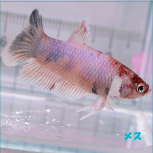 ベタ 熱帯魚 生体  プラカット ダンボキャンディ メス 繁殖｜petfish