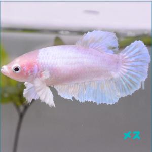 ベタ 熱帯魚 生体  プラカット ダンボリフレクティブホワイト メス 繁殖｜petfish