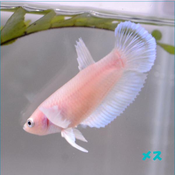 ベタ 熱帯魚 生体  プラカット ダンボリフレクティブホワイト メス 繁殖
