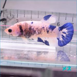 ベタ 熱帯魚 生体  プラカット ブルーマーブル メス 繁殖｜petfish