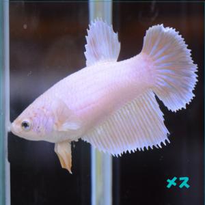 ベタ 熱帯魚 生体 ハーフムーン ダンボゴールド メス 繁殖｜petfish