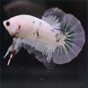 ベタ 熱帯魚 生体 プラカット カッパーリム オス ホワイト系｜petfish