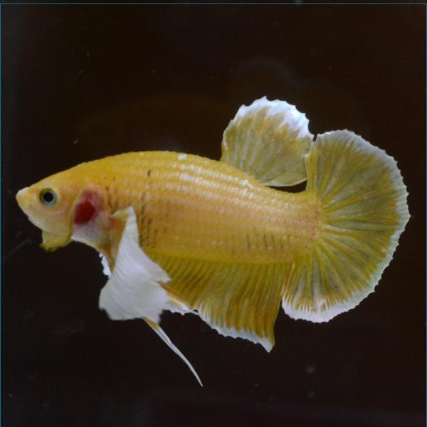 ベタ 熱帯魚 生体 プラカット ダンボゴールド オス イエロー系
