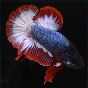 ベタ 熱帯魚 生体 プラカット タイカラー オス ブルー系｜petfish