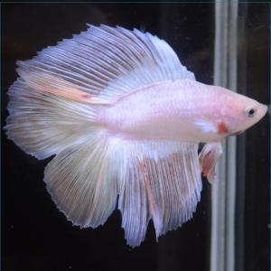 ベタ 熱帯魚 生体 フルムーン ピンク オス レッド系｜petfish