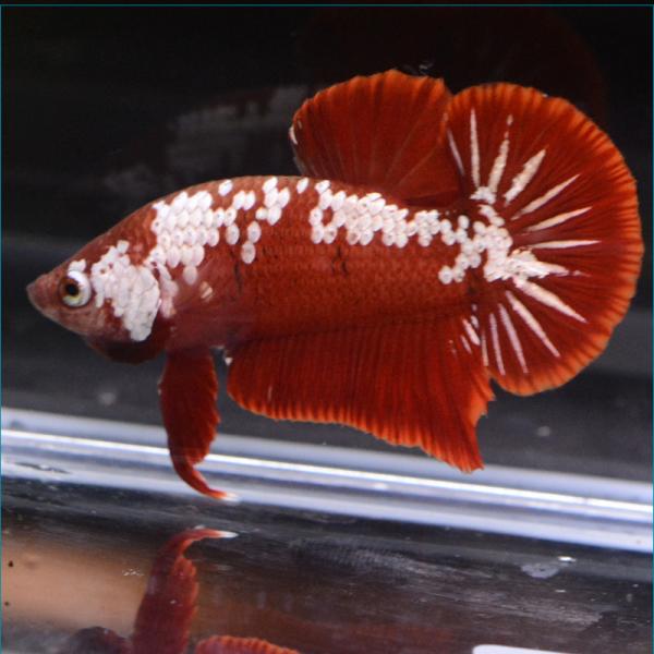 ベタ 熱帯魚 生体 プラカット レッドサムライ オス