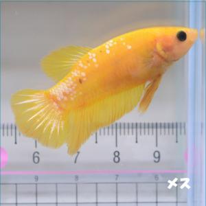 ベタ 熱帯魚 生体  プラカット イエローファンシーカッパー メス 繁殖｜petfish