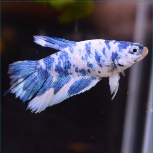 ベタ ドラゴン 生き物 生体 の商品一覧 ペット用品 生き物 通販 Yahoo ショッピング