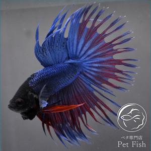 ベタ専門店 ペットフィッシュ オス クラウンテール Yahoo ショッピング