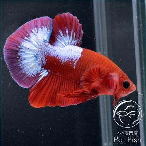 ベタ ヘルボーイの商品一覧 通販 Yahoo ショッピング