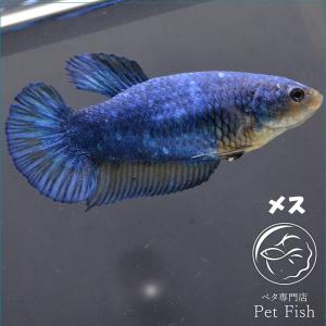 ベタ メス マスタードの商品一覧 通販 Yahoo ショッピング