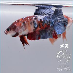 ベタ メス ギャラクシーの商品一覧 通販 Yahoo ショッピング