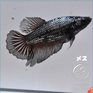 熱帯魚 ランキングtop74 人気売れ筋ランキング Yahoo ショッピング