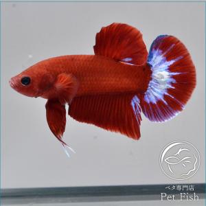 熱帯魚 ランキングtop74 人気売れ筋ランキング Yahoo ショッピング