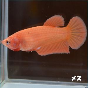 ベタ 熱帯魚 生体  プラカット オレンジ メス 繁殖