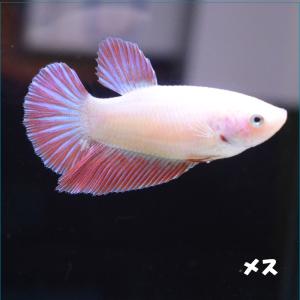 ベタ 熱帯魚 生体  プラカット HMPK フェザーテール メス 繁殖｜petfish