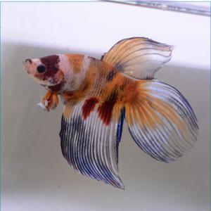 ベタ 熱帯魚 生体 ベールテール コイ オス ブルー系｜petfish