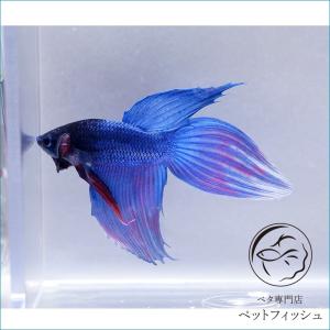 ベタ 熱帯魚 生体 ベールテール ブルー系 オス Pefadaa40 ベタ専門店 ペットフィッシュ 通販 Yahoo ショッピング