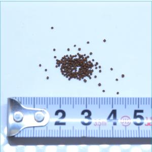 SUMA スーマ ベタ用エサ 黄 20gの詳細画像2