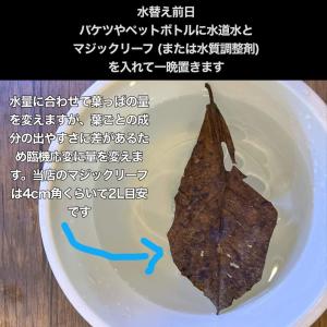 マジックリーフ モモタマナ・リーフ 5枚入りの詳細画像3