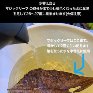 マジックリーフ モモタマナ・リーフ 5枚入りの詳細画像4