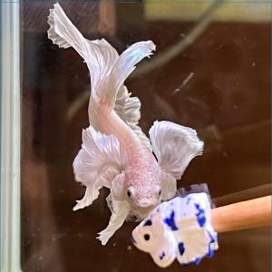 フレアリングスティック ホワイトコイ 1本の詳細画像3