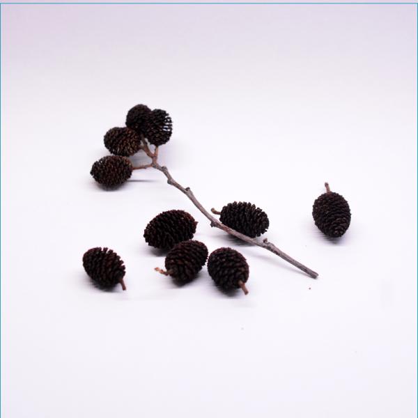 ヤシャブシの実　１０個