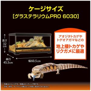 GEX(ジェックス) フトアゴ&リクガ...の詳細画像4