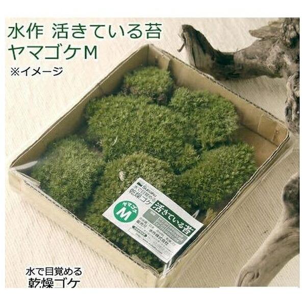 ◇水作 活きている苔ヤマゴケM