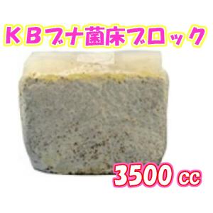 ＫＢファーム【オオヒラタケ菌床・クワガタムシ幼虫飼育用菌床・菌糸】ＫＢブナ菌床ブロック　３５００ｃｃ※商品説明をよくお読みの上、ご注文下さい。