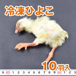 【冷凍商品3000円以上購入でクール料金無料!!!】【富城物産・クール便発送】冷凍ひよこ 10羽入り(袋詰め)