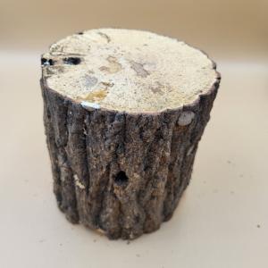 クヌギ材　LLサイズ　１本