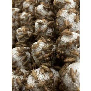 【邑楽ファーム】ヨーロッパイエコオロギ(カップ)　ＭＬ　１７〜１９ｍｍ(約100匹入り)　※注意事項(画像)を参照の上ご注文下さい。