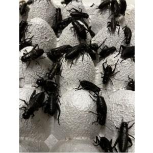 【邑楽ファーム】クロコオロギ(ワンコインカップ)　メガ　２３〜２５ｍｍ(約40匹入り)　※注意事項(画像)を参照の上ご注文下さい。