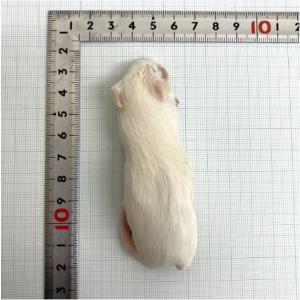 2026年1月】冷凍マウスlのおすすめ人気ランキング - Yahoo!ショッピング