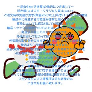 【邑楽ファーム】フタホシコオロギ(チャコオロギ...の詳細画像3