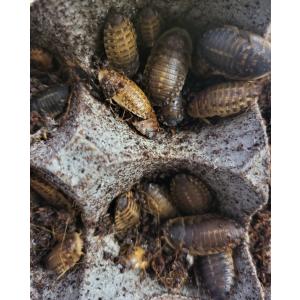 【邑楽ファーム】デュビア(ワンコインカップ)　ＳＳ　１〜1.5cm(約150匹入り)　※発送についての注意事項(画像)を参照の上ご注文下さい。