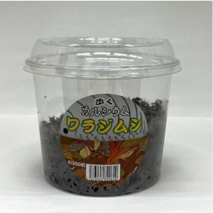【送料無料・邑楽ファーム】ワラジムシ 大カップ...の詳細画像1