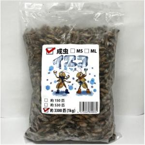 【邑楽ファーム】【送料無料・クール便発送】冷凍イエコオロギ　成虫　１ｋｇ(約3300匹入り)