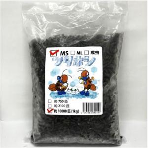 【送料無料・邑楽ファーム・クール便発送】冷凍フタホシコオロギ　ＭSサイズ　１ｋｇ(約10000匹入り)