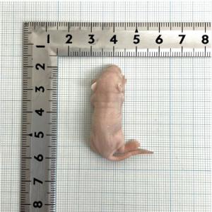 【送料無料・邑楽ファーム・クール便発送】【ヒ州市...の商品画像