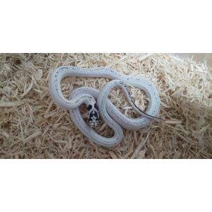 【邑楽ファーム】THE チップ 150g ※ゆ...の詳細画像1